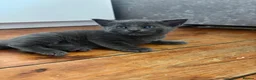 Mixed Breed cats for sale: Have three beautiful kittens for sale  - Advert 5