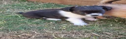 Chihuahua dogs for sale: Handsome Kc Registered long hair Chihuahua Male - Advert 10