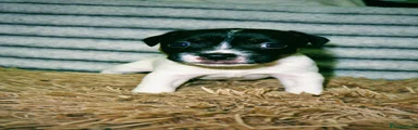 Jack Russell 4