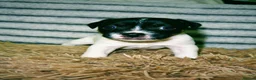 Jack Russell dogs for sale: Male Jack Russle  in Rotherham - Advert 4
