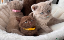 British Shorthair cats for sale: Beautiful British Shorthair Kittens 💝 - Image 2