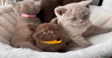 British Shorthair cats - Advert 4
