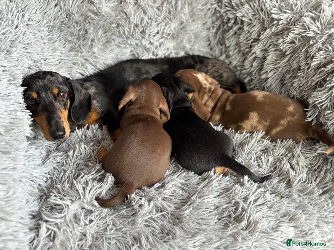 Miniature Dachshund dogs for sale: Gorgeous PRA Clear KC Reg Miniature Dachshund  - Image 12