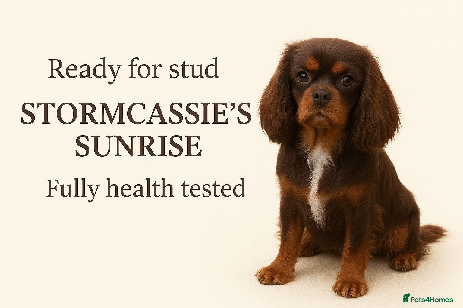 Cavalier King Charles Spaniel dogs Fully health tested Chocolate&amp;Tan Cavalier  Stud in Havant - Advert 6