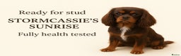 Cavalier King Charles Spaniel dogs for stud: Fully health tested Chocolate&Tan Cavalier  Stud in Havant - Advert 1