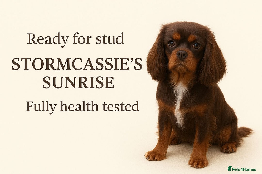 Cavalier King Charles Spaniel dogs for stud: Fully health tested Chocolate&Tan Cavalier  Stud in Havant - Image 1
