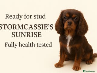Cavalier King Charles Spaniel dogs Fully health tested Chocolate&Tan Cavalier Stud in Havant - Advert 11