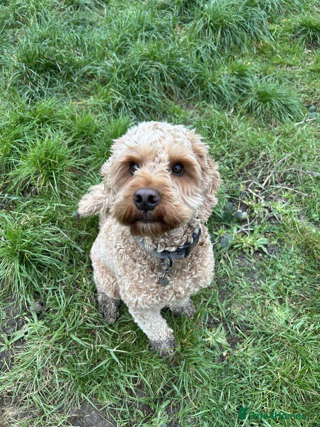 Cockapoo dogs for adoption: JACK  - Advert 4