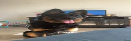 German Shepherd dogs for sale: German shepherd puppy  - Advert 3