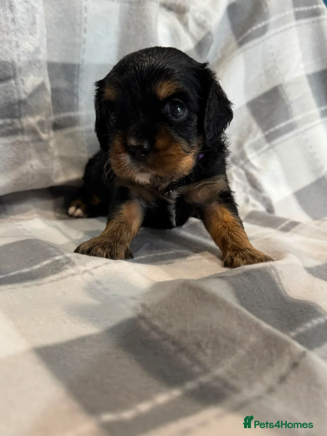 Cavalier King Charles Spaniel dogs for sale: Cavalier puppies for sale  - Advert 9