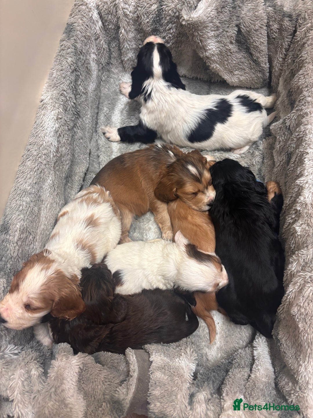 Cocker Spaniel dogs for sale: Cocker Spaniel Puppies - Advert 8