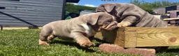 English Bulldog dogs for sale: English bulldogs  in Mansfield - Advert 12