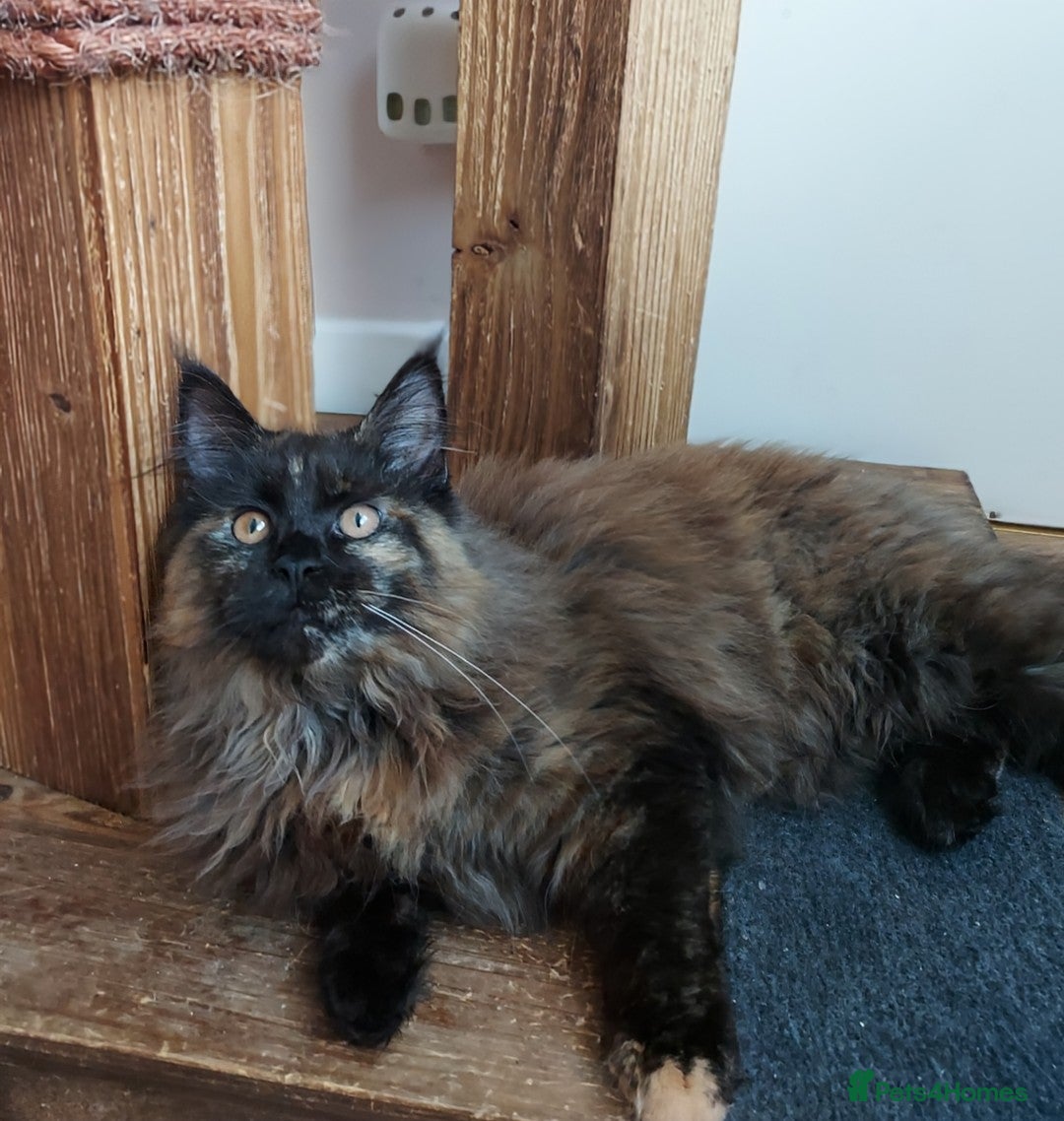 Maine Coon cats LAST GIRL!!!  MAINE COON KITTENS/DNA/GCCF  - Advert 1