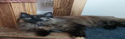 Maine Coon cats for sale: CUTE  MAINE COON GIRL /DNA/GCCF  - Advert 2