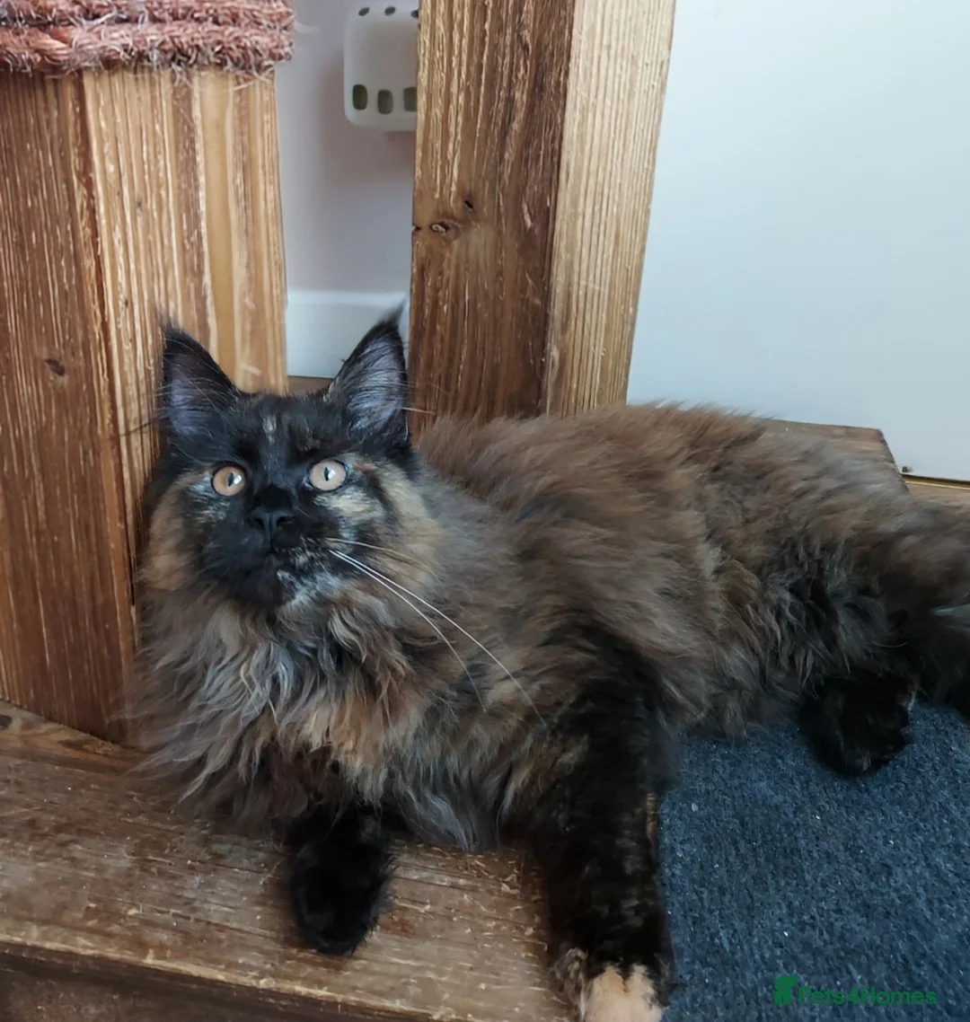 Maine Coon cats for sale: CUTE  MAINE COON GIRL /DNA/GCCF  - Advert 2
