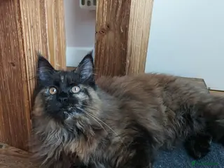 Maine Coon cats LAST GIRL!!! MAINE COON KITTENS/DNA/GCCF - Advert 1