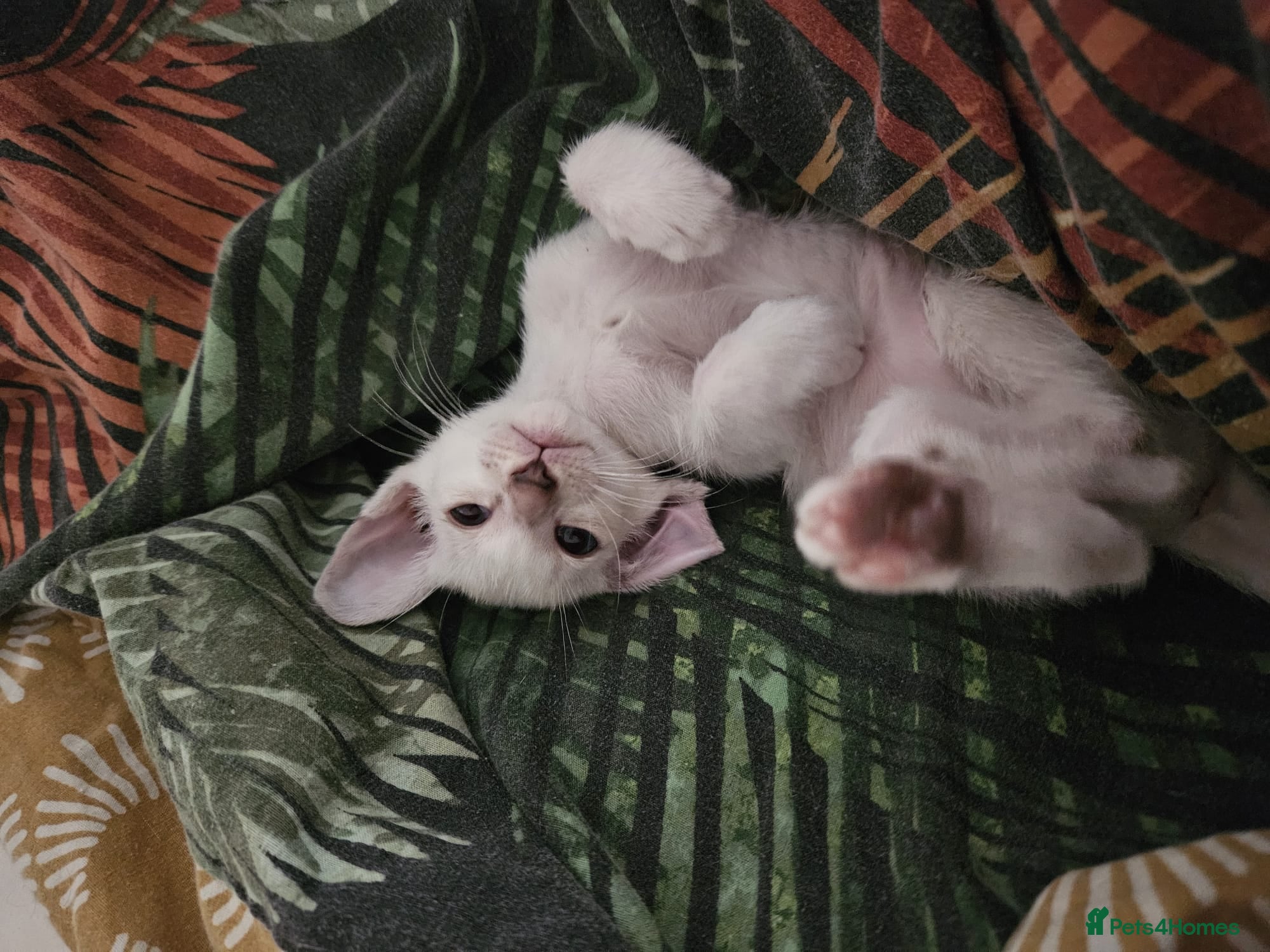 Oriental cats for sale: GCCF registered oriental shorthair kittens  - Advert 9