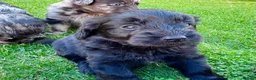 Labradoodle dogs for sale: F1 Labradoodle Merle Babies 🐾🐾🐾 - Advert 8