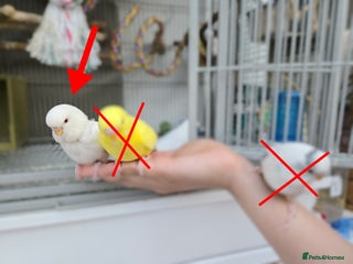 Budgerigars birds - Advert 21