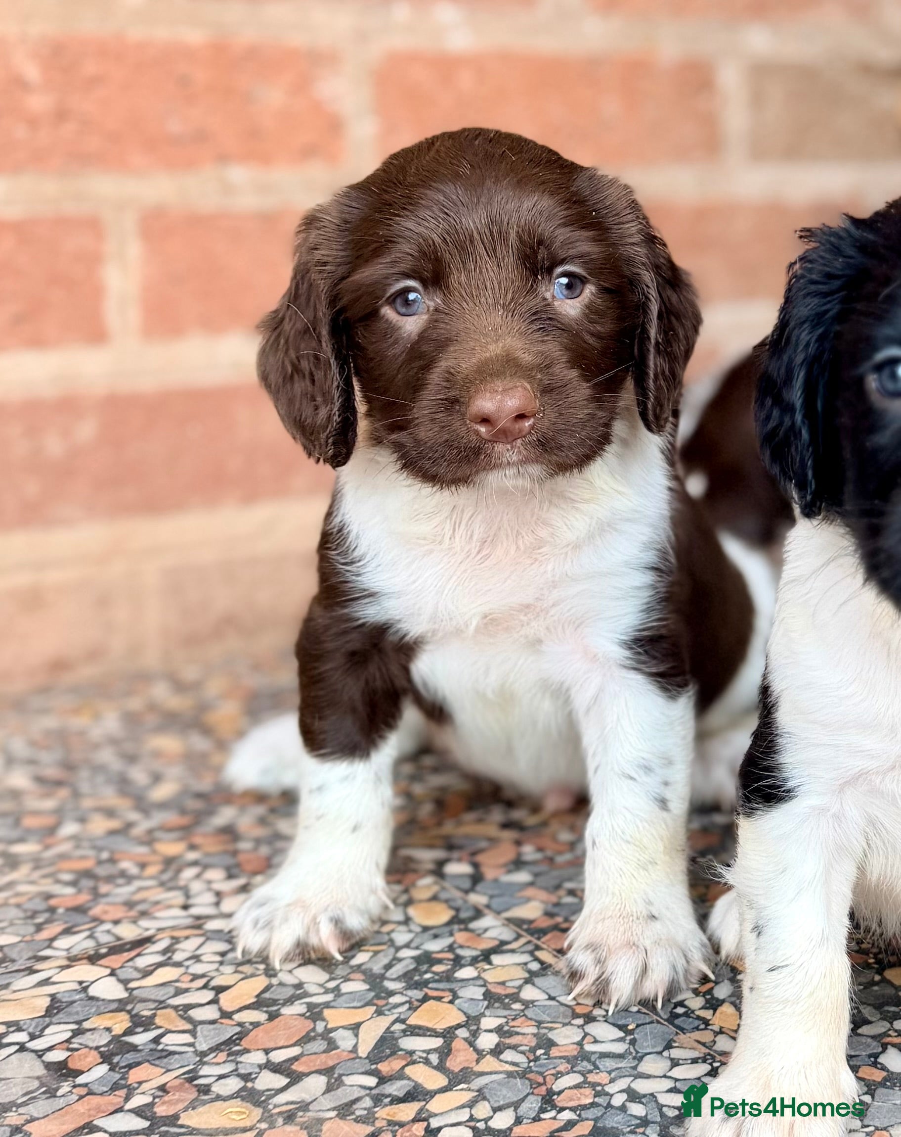 English Springer Spaniel dogs KC, Heath tested, Champion bred Springer Spaniels - Advert 2