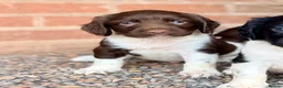English Springer Spaniel dogs for sale: KC, Heath tested, Champion bred Springer Spaniels - Advert 35