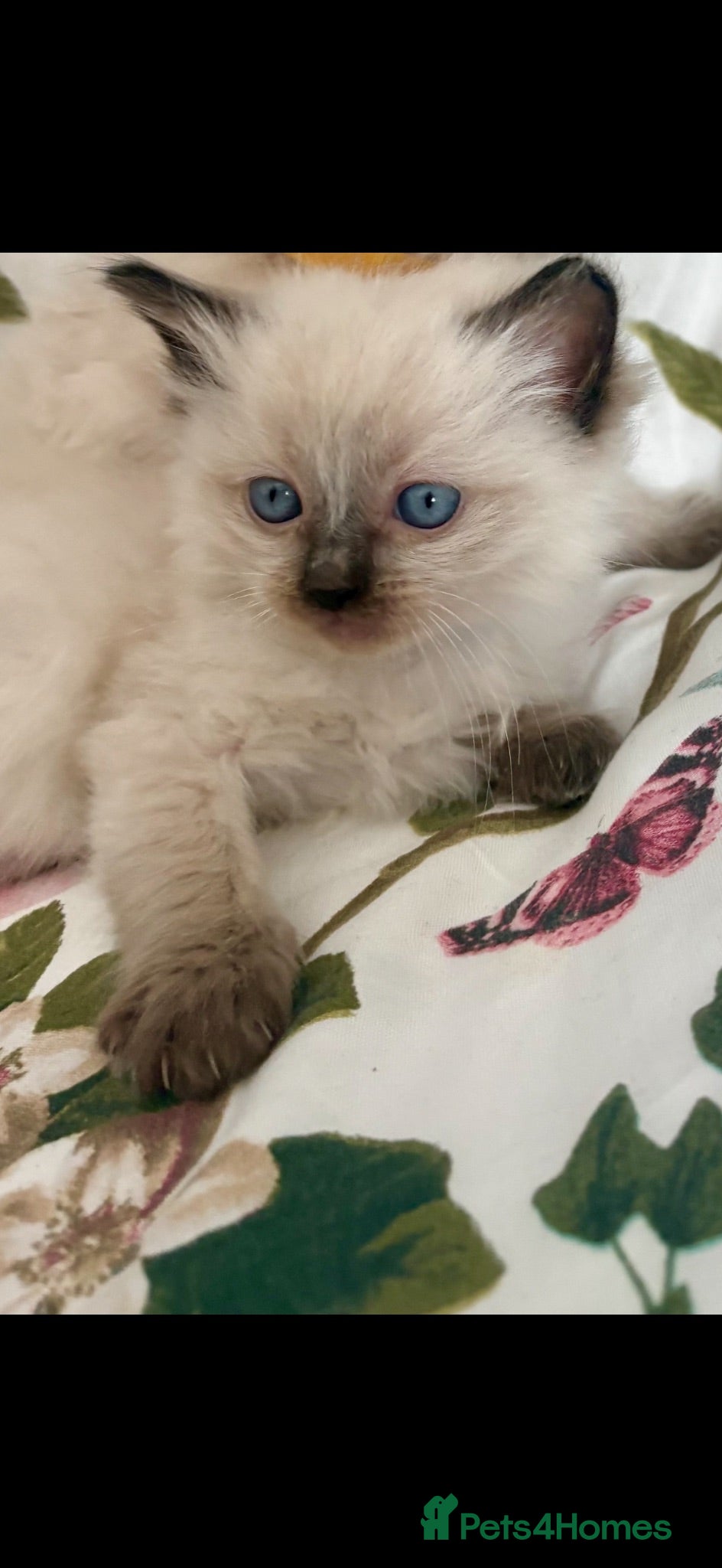 Ragdoll cats 🦋🐾 🌼🌺❤️🌈🌸💜🦋☀️🌼🎀😸♥️ - Advert 8