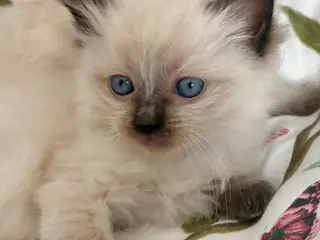 Ragdoll cats 🦋🐾 🌼🌺❤️🌈🌸💜🦋☀️🌼🎀😸♥️ - Advert 8