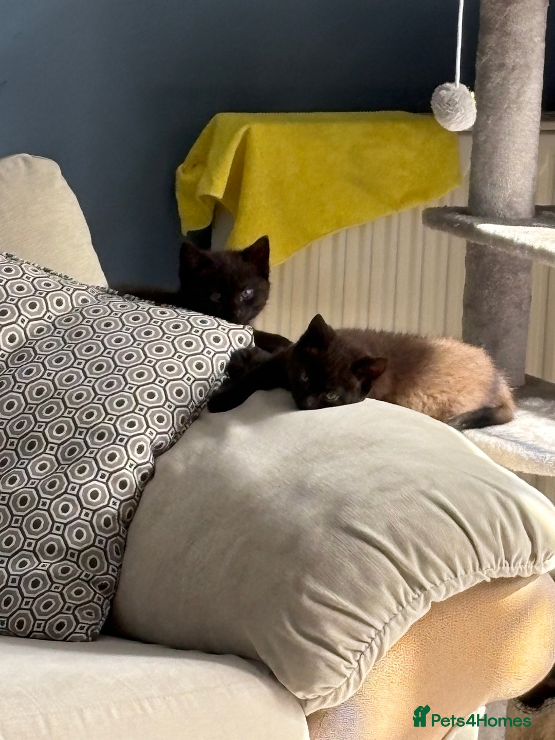 Mixed Breed cats for sale: 2 boy Kittens - Maine Coone x Russian Blue - Advert 4