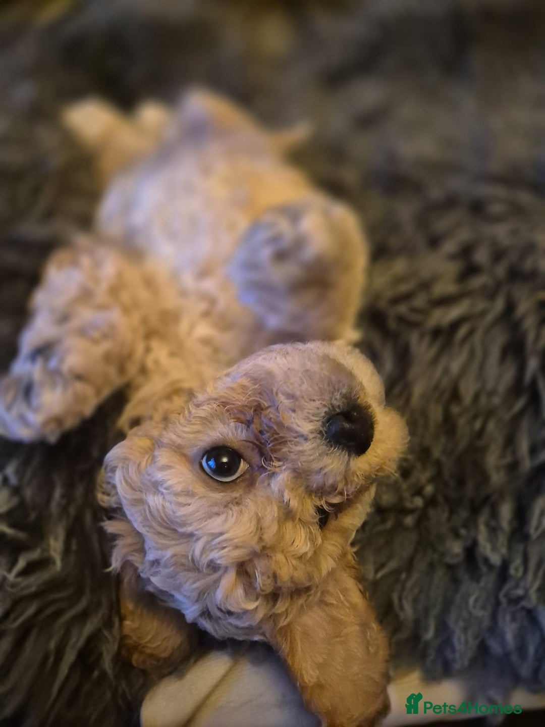 Mixed Breed dogs for sale: Mixed-breed  - Advert 7