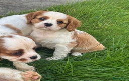 Cavalier King Charles Spaniel dogs for sale: Cavalier King Charles Spaniel puppies - Image 2