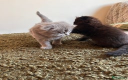 Scottish Fold cats for sale: 2 female Scottish fold cross kittens for sale  - Image 7