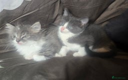 British Longhair cats for sale: Stunning British Shorthair x Siberian Kittens  - Image 2