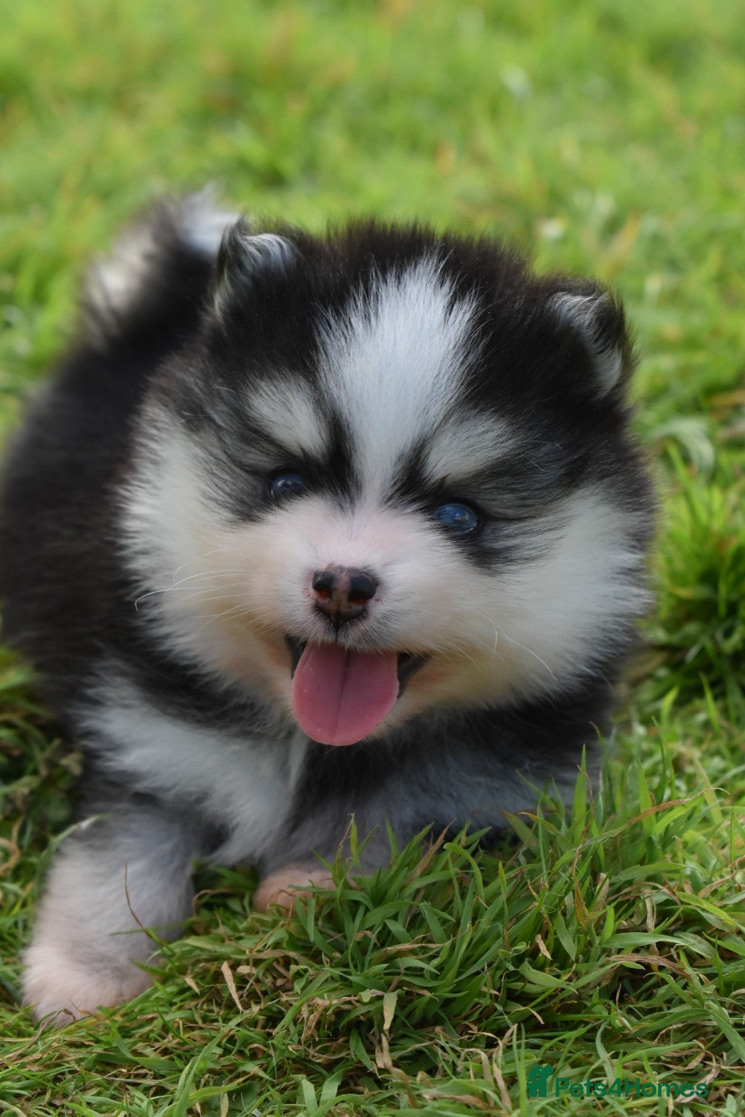 Pomsky dogs for sale: Genuine Toy Size Pomskies - Image 17