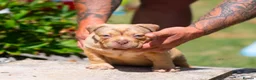 American Bully dogs for sale: American Pocket Bully’s  - Advert 33