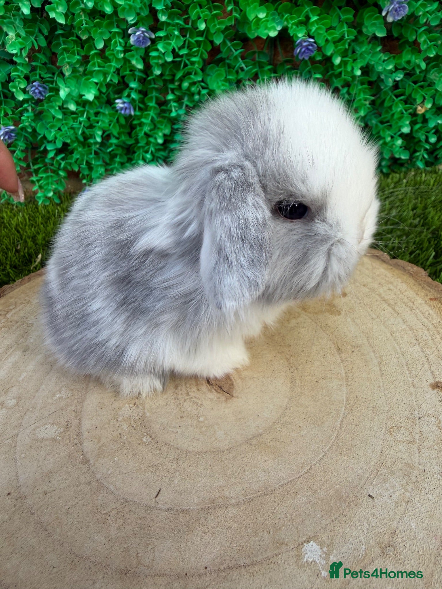 Mini Lop rabbits Beautiful mini lop ready to reserve 💙🩷🥰 - Advert 1