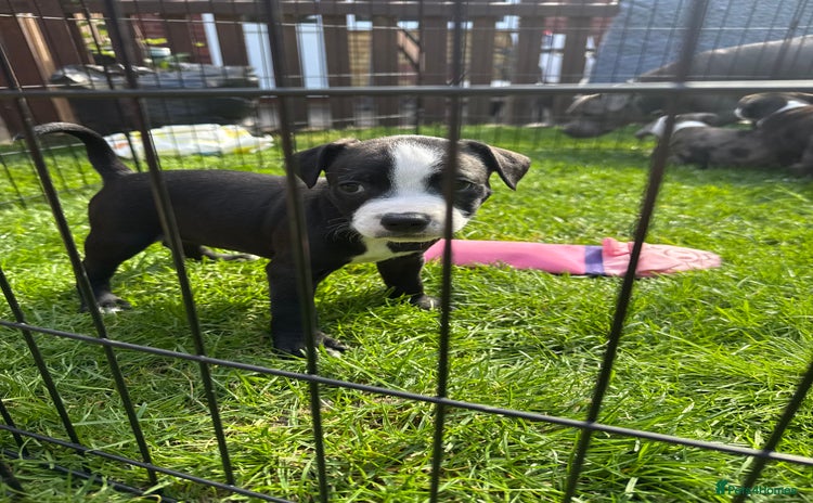 Staffordshire Bull Terrier dogs - Advert 6
