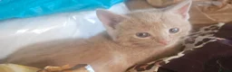 Mixed Breed cats for sale: 🐾 Gorgeous Kittens Available for Reservation 🐾 - Advert 14