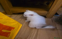 British Shorthair cats for sale: 1 TICA REG BSH GOLDEN COLOURPOINT POINT  - Image 5