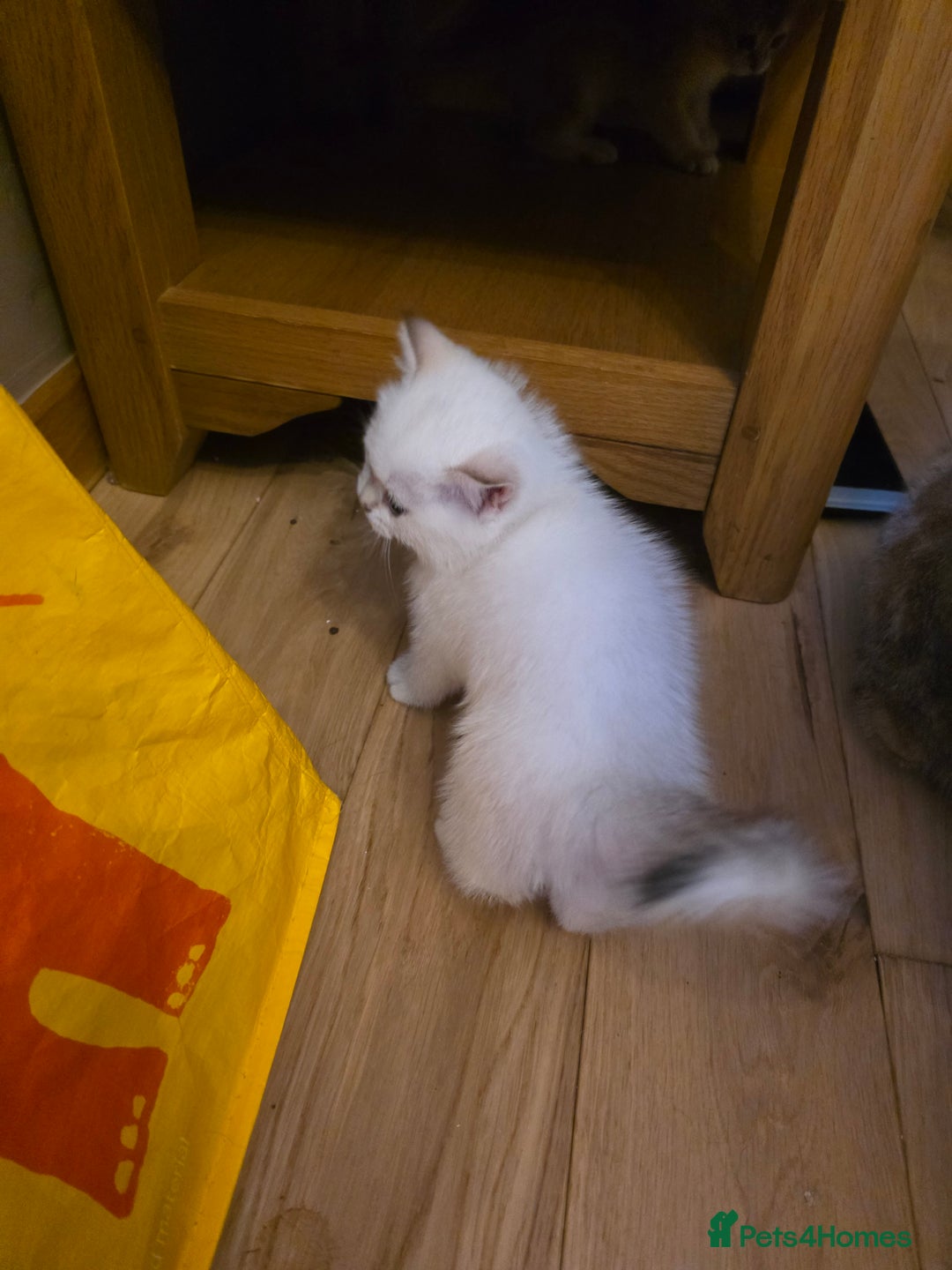 British Shorthair cats for sale: 1 TICA REG BSH GOLDEN COLOURPOINT POINT  - Image 5