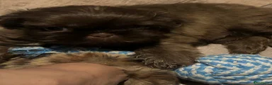 Shih Tzu 1