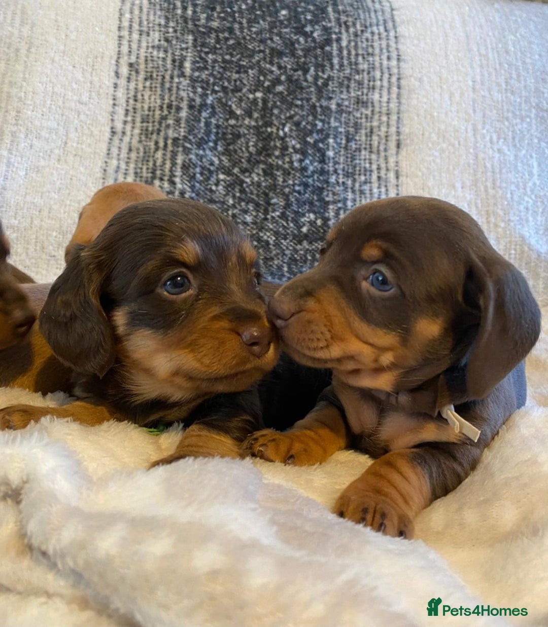 Miniature Dachshund dogs for sale: MOST GORGEOUS DACHSHUNDS - Advert 14