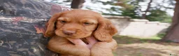 Cocker Spaniel dogs for sale: KC working Cocker Spaniel puppies in Aboyne - Advert 12