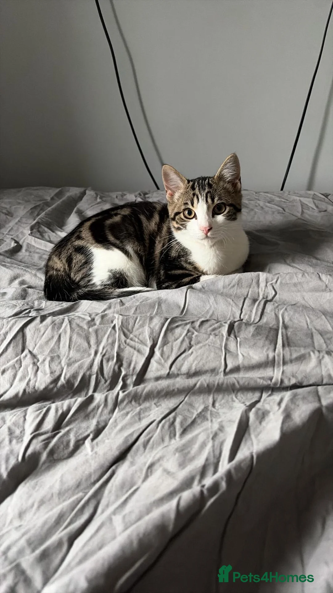 Domestic Shorthair cats for sale: 6 month old male kitten  in Stevenage - Advert 7
