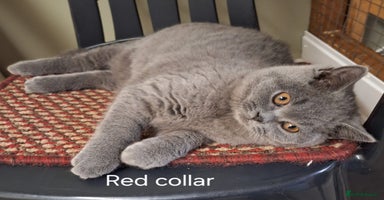 British Shorthair cats British Shorthair Boys - Advert 3