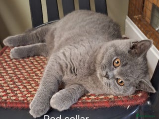 British Shorthair cats British Shorthair Boys Ready Now - Advert 7