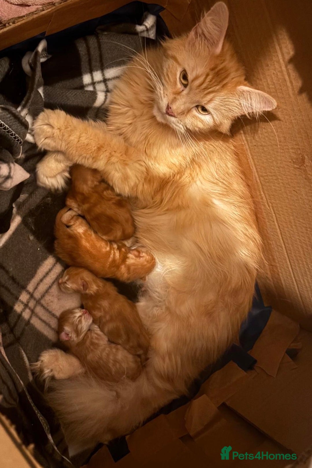 Maine Coon cats for sale: Maincoon kittens  - Advert 8