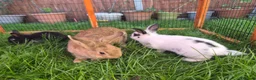 Mixed Breed rabbits for sale: Rabbits for sale  - Advert 6