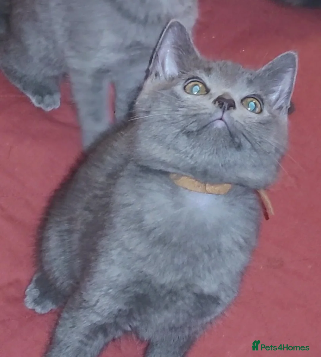 British Shorthair cats for sale: British Blue shorthair kittens  - Advert 6