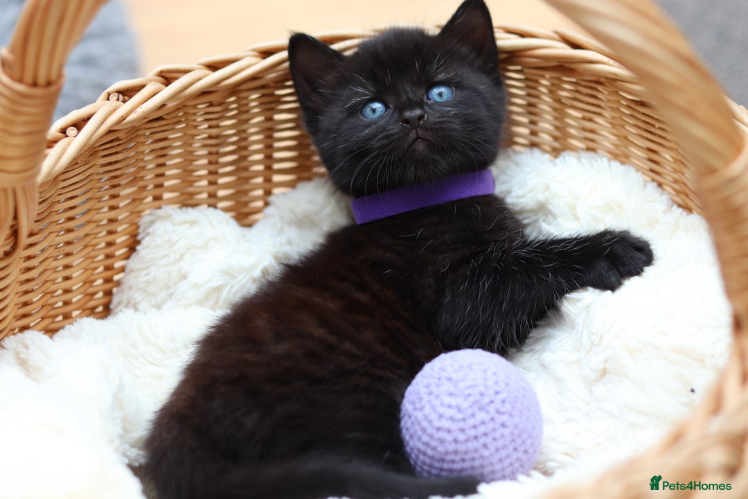 Mixed Breed cats for sale: Adorable Kittens Ready SOON - Image 21
