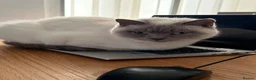 British Shorthair cats for sale: BRITISH SHORTHAIR FOR SALE  in West Bromwich - Advert 1